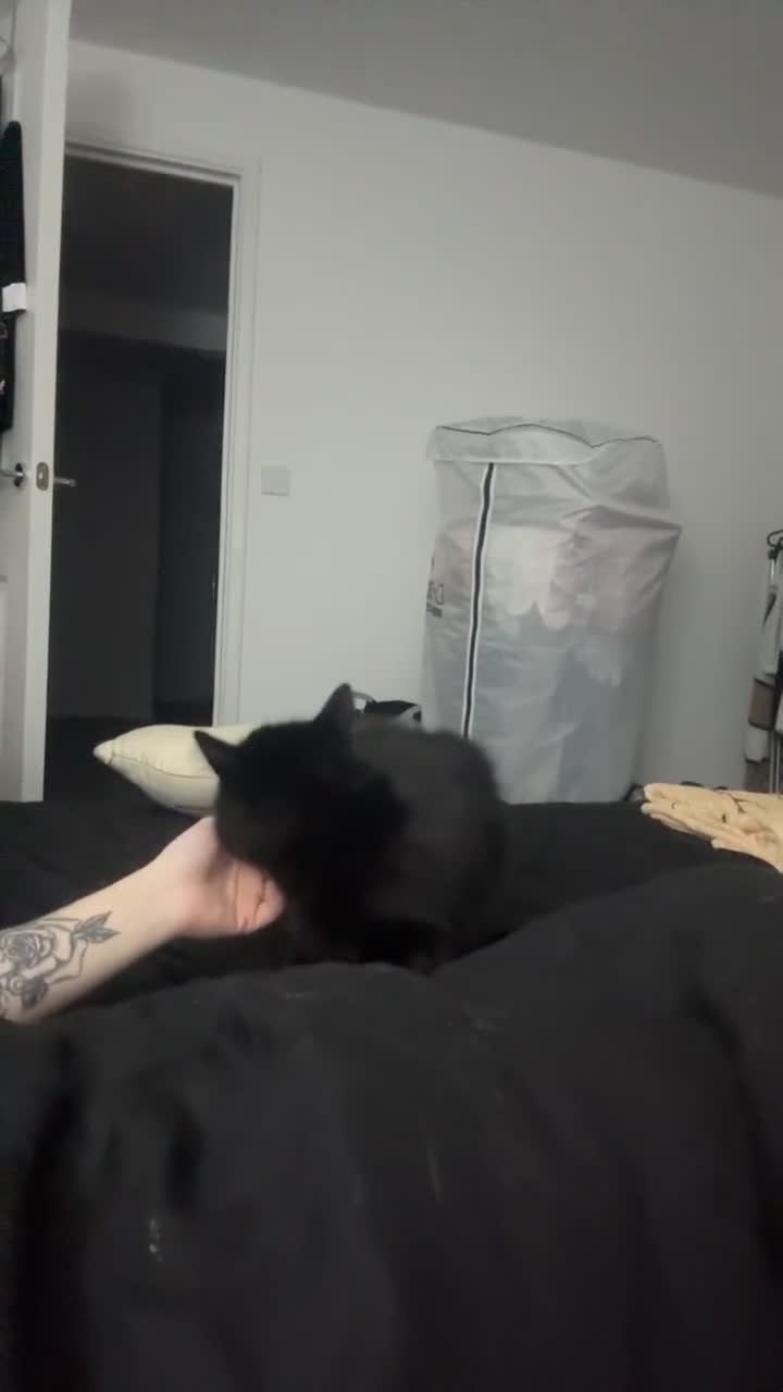 Mixed Breed cats for sale: 2 lovely kittens ready to be rehomed in Plymouth - Video 1