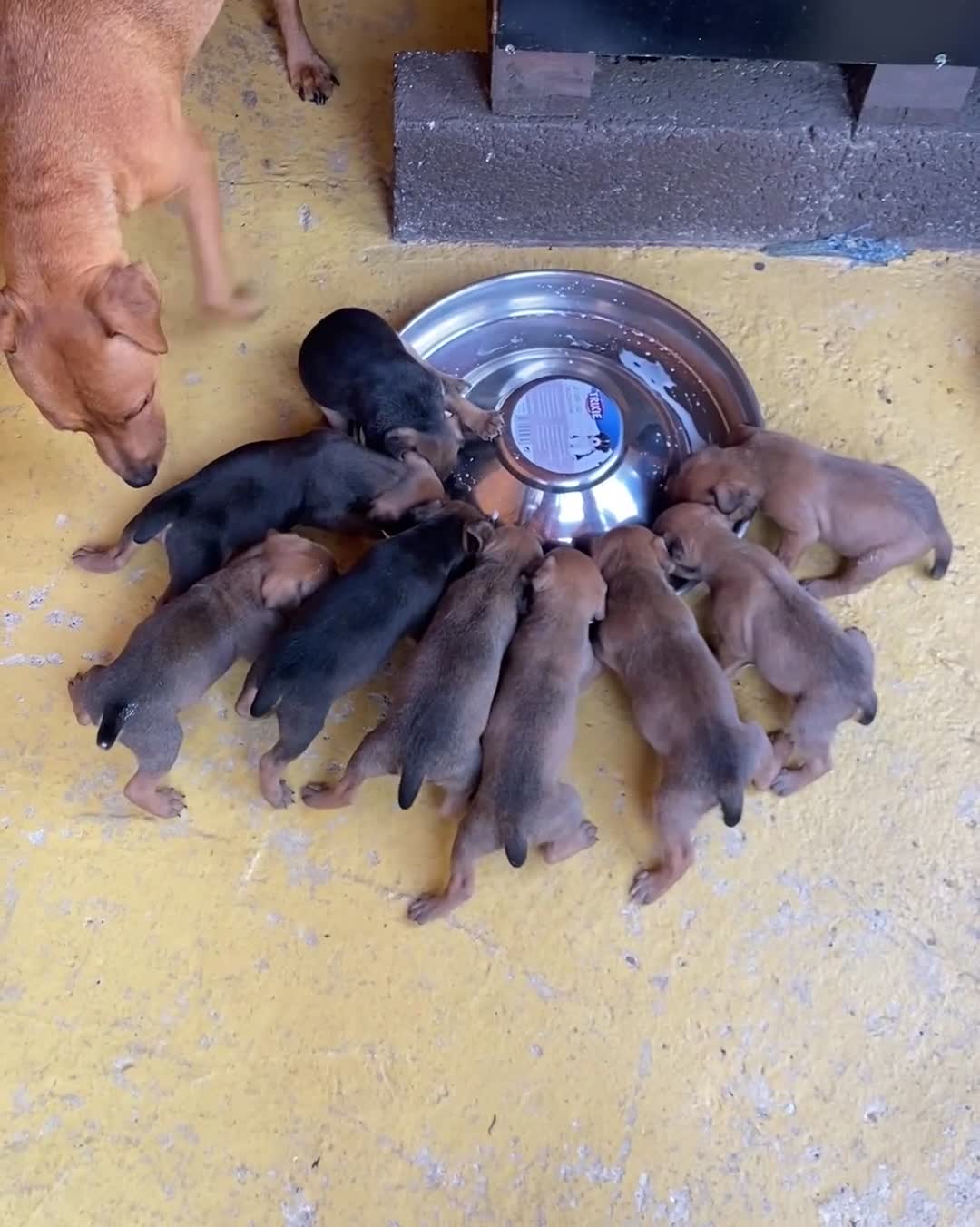 Mixed Breed dogs for sale: Patterdale x Plummer terrier pups - Video 2