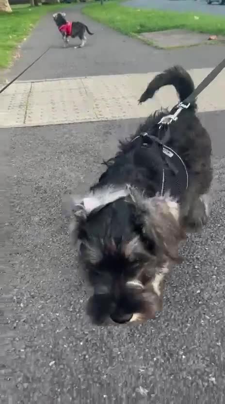 Miniature Schnauzer dogs for sale: Ready for our forever home’s miniature schnauzers  - Video 4
