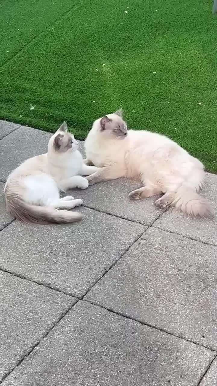 Ragdoll cats for sale: 💜2 Beautiful blue bi-colour ragdoll girls🩷 - Video 1