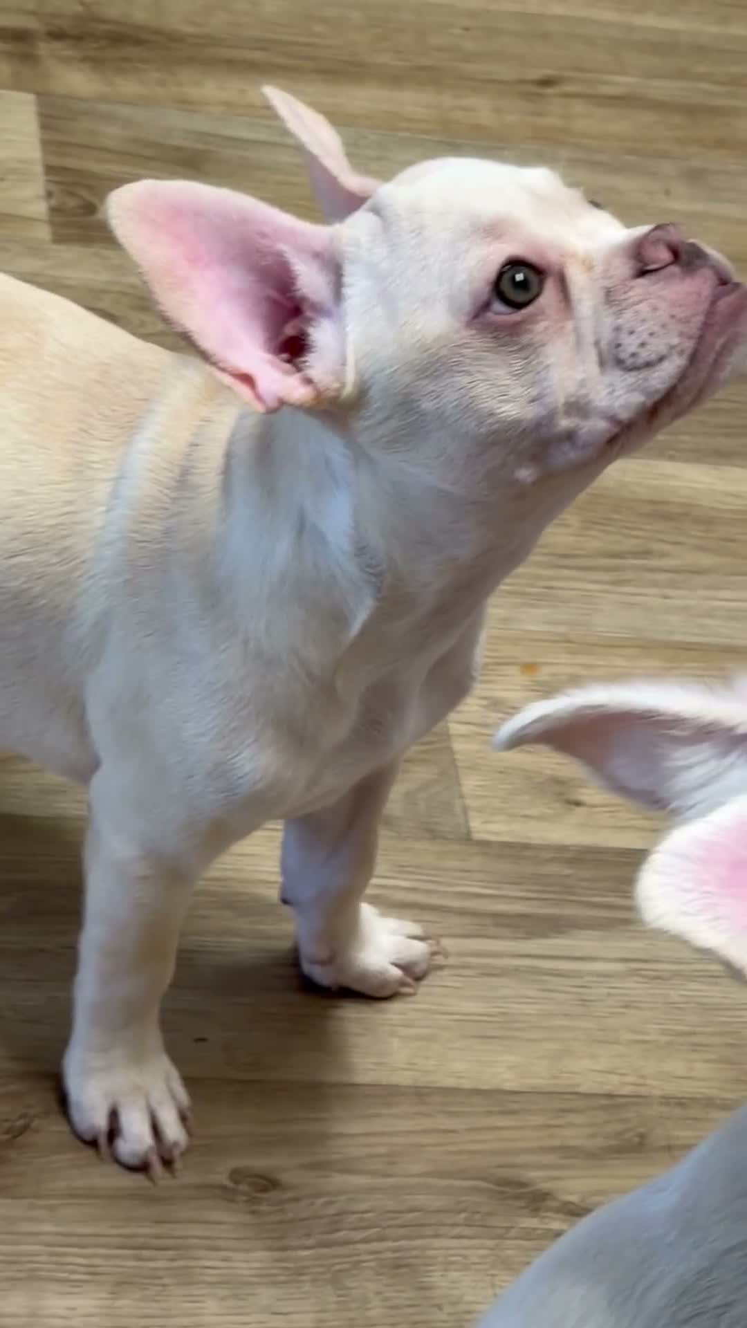 French Bulldog dogs for sale: * 🐾 3 Stunning KC Registered Frenchies ❤️ - Video 2