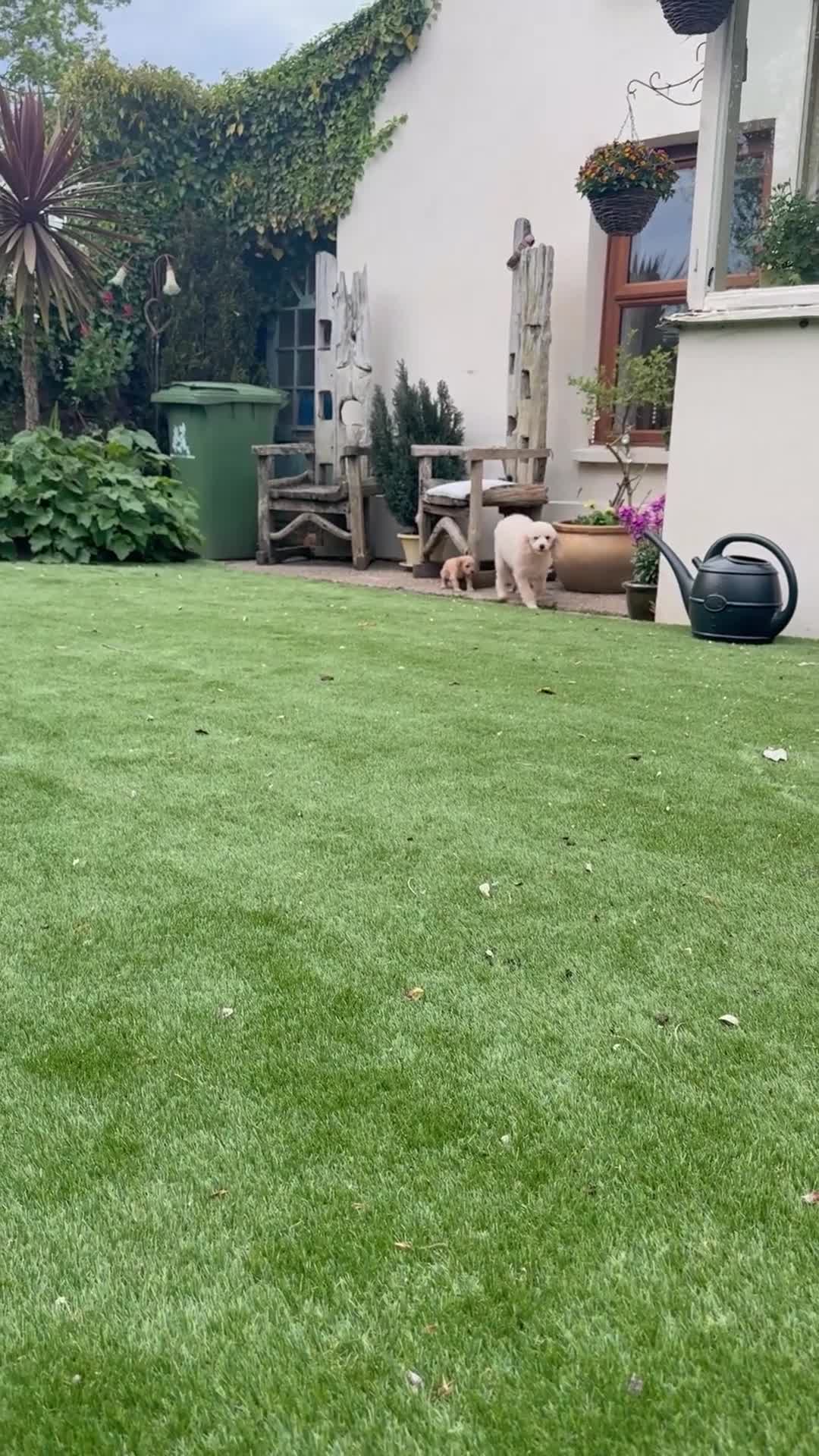 Cavapoo dogs for sale: Cavapoo, Cockapoo and Pood - Video 1