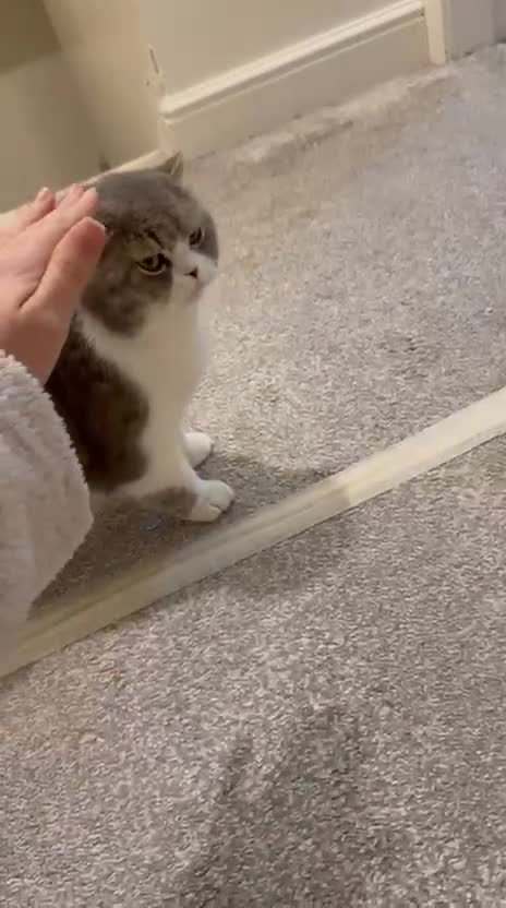 British Shorthair cats for sale: British short haired for sale  - Video 1