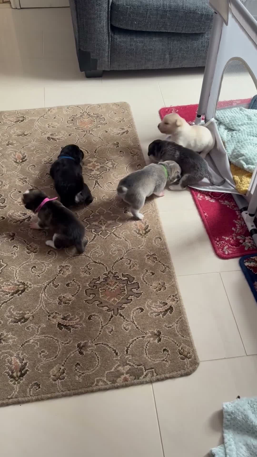 Mixed Breed dogs for sale: Labrador x Husky  - Video 1
