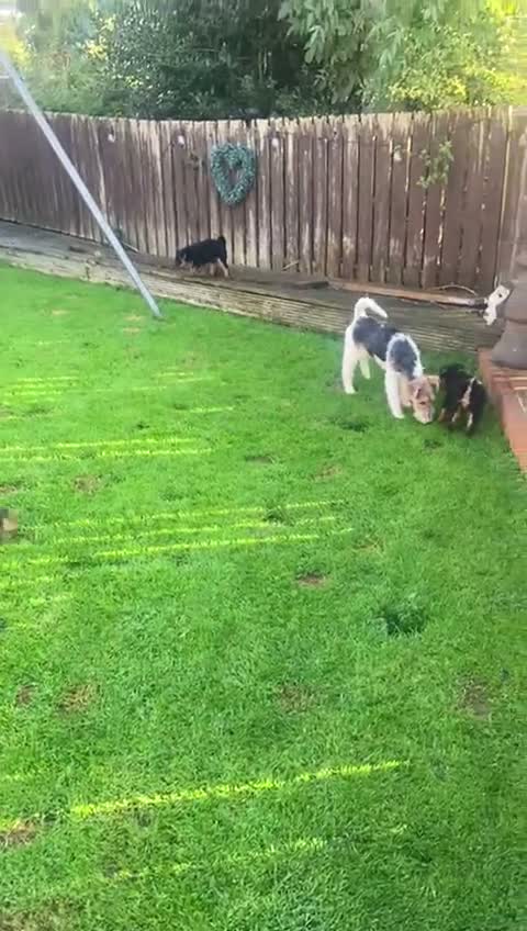 Welsh Terrier dogs for sale: KC registered, Stunning Welsh Terrier Pups in Barnoldswick - Video 1