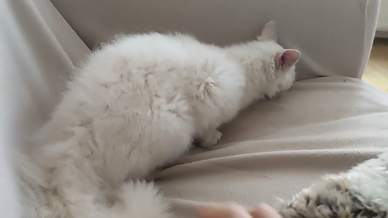 LaPerm cats for sale: Adorable teddy bear curly LaPerm GCCF reg - Video 1