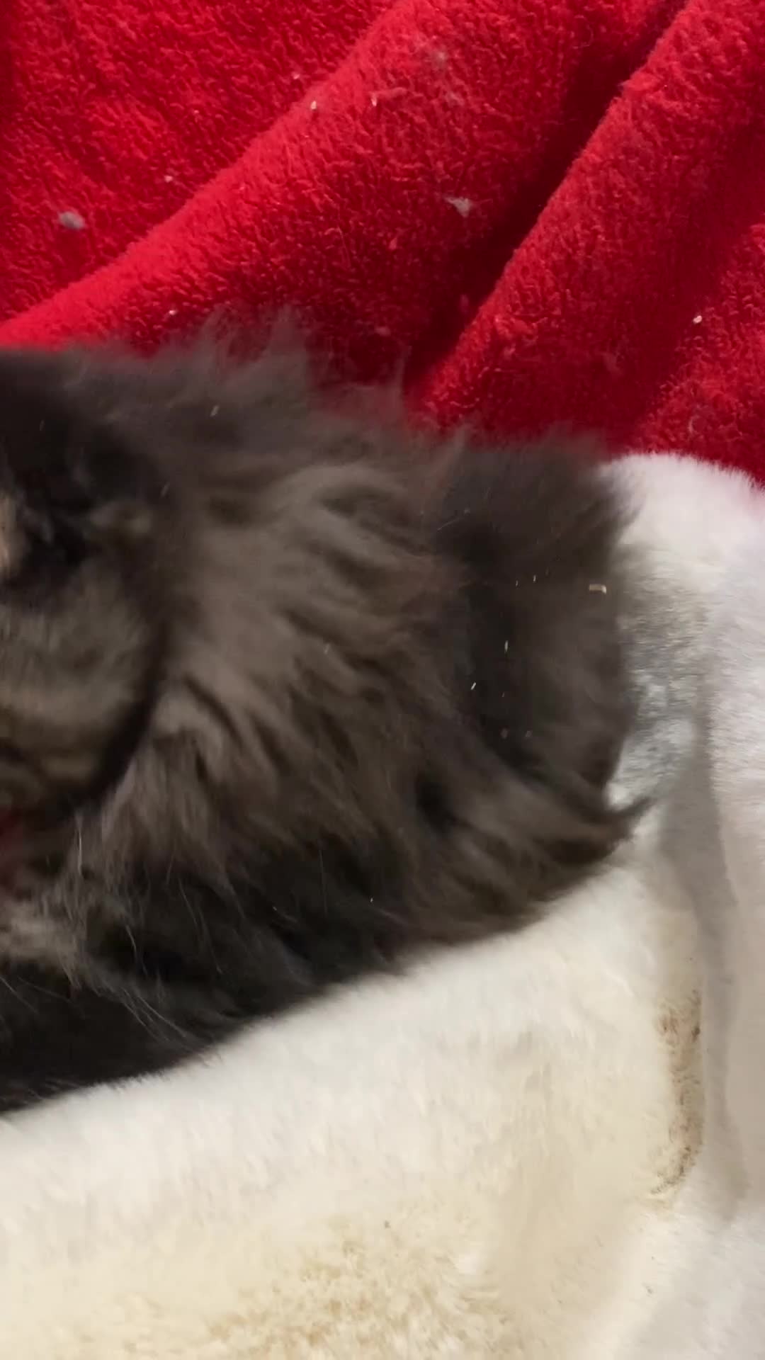 Maine Coon cats for sale: Pedigree Maine Coons - Video 1