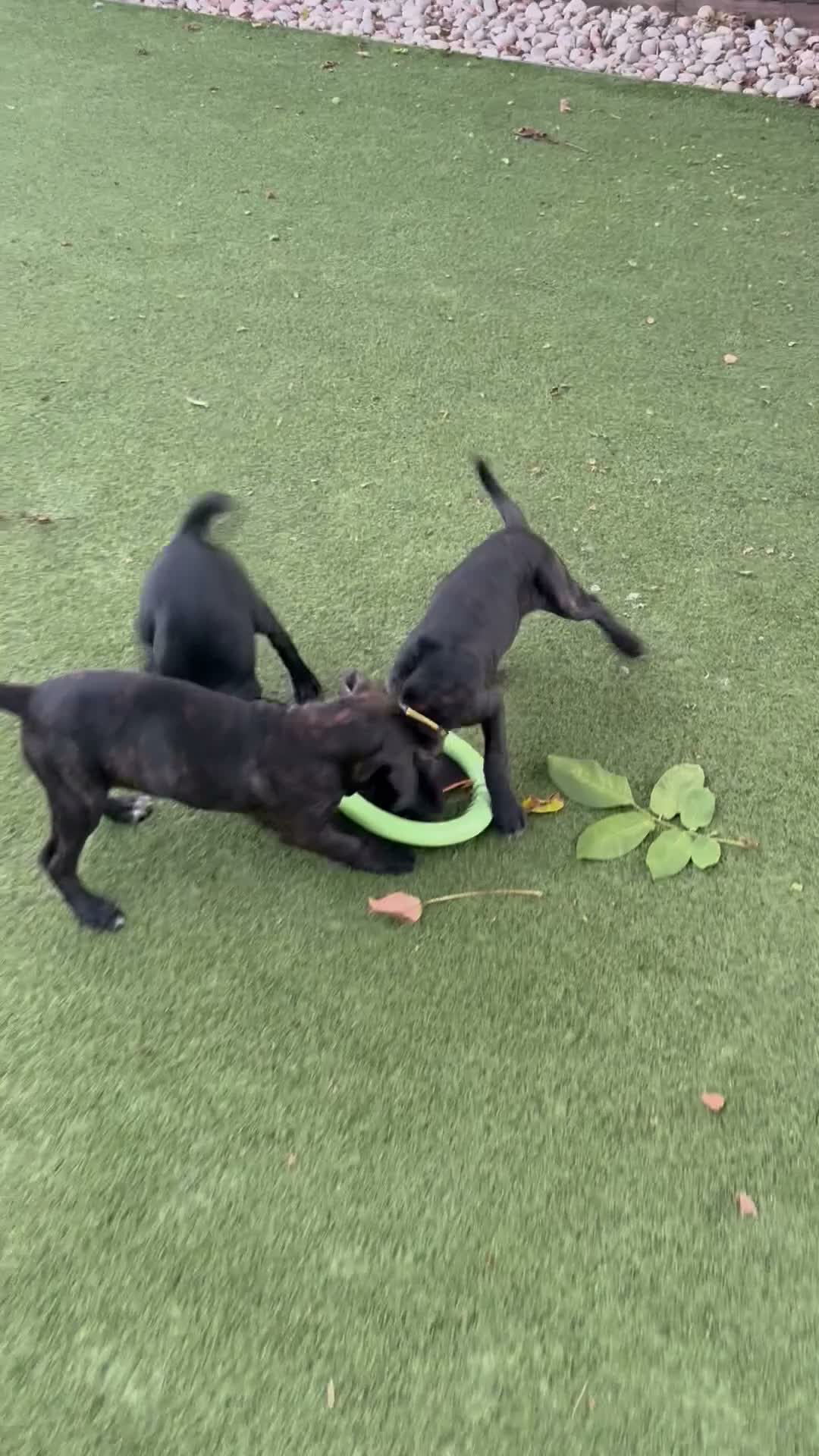 Cane Corso dogs for sale: Cane corso puppies - Video 3