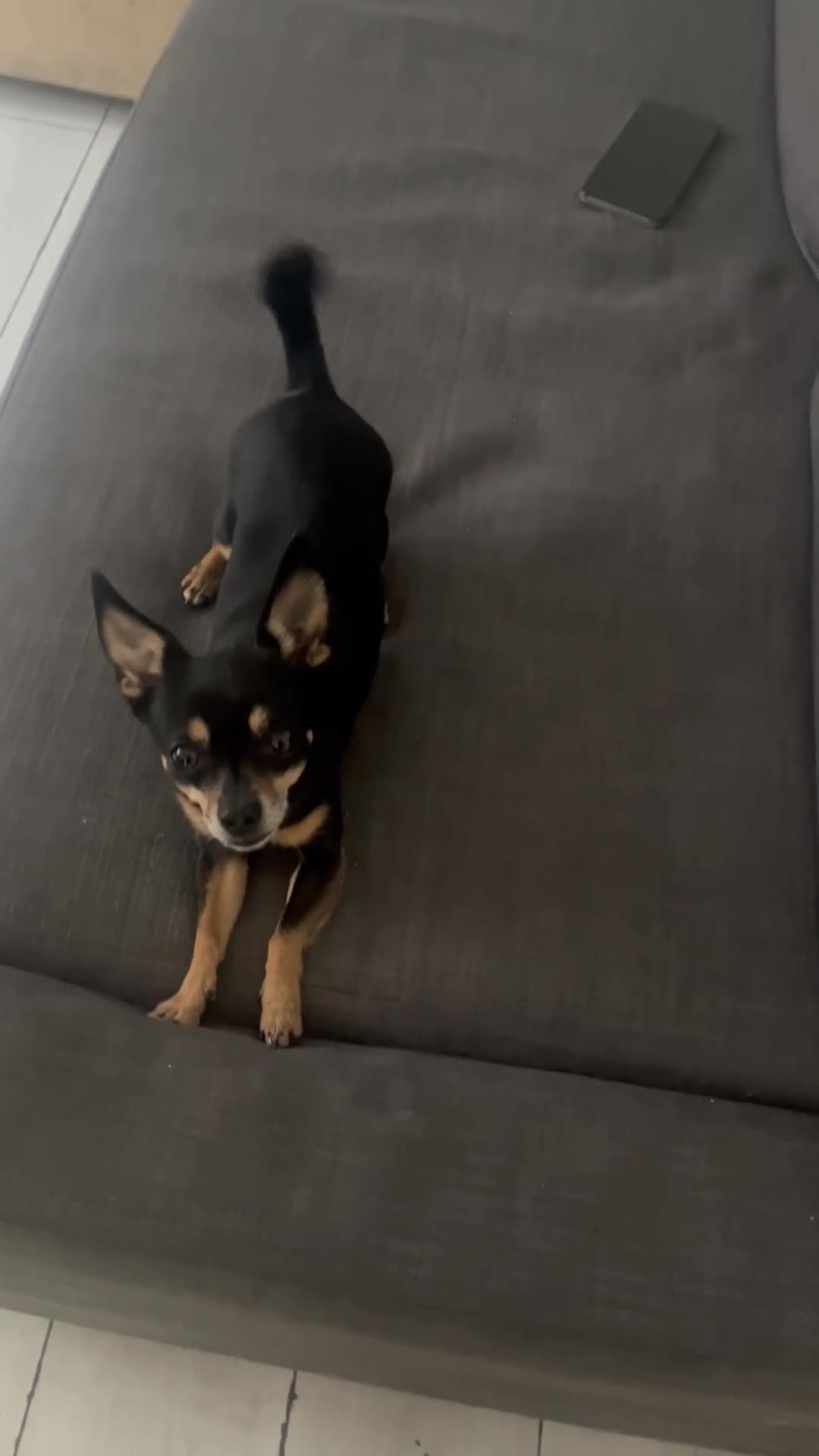 Chihuahua dogs for sale: Chihuahua - Video 1