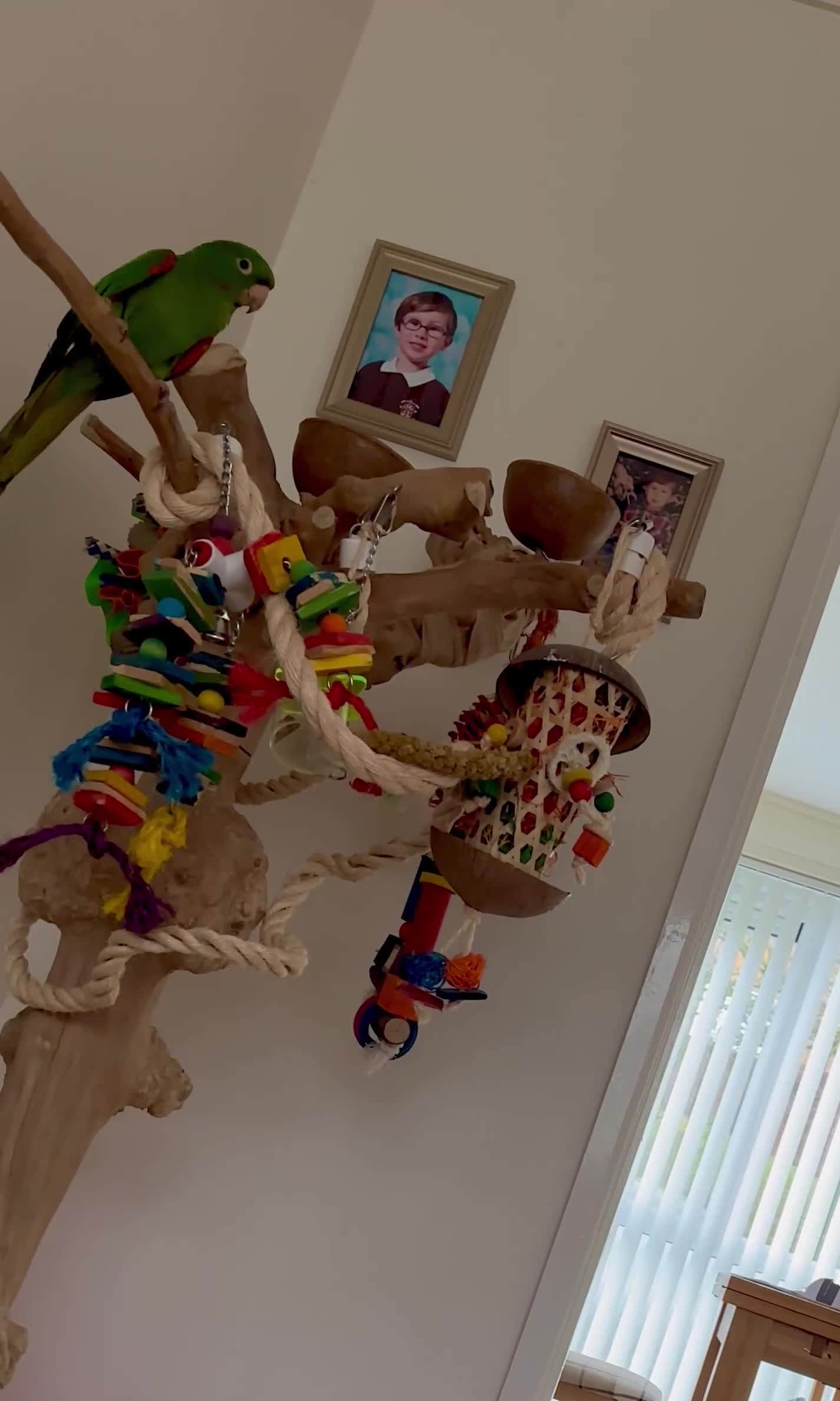 Conures birds for sale: White Eyed Conure in Treharris - Video 3