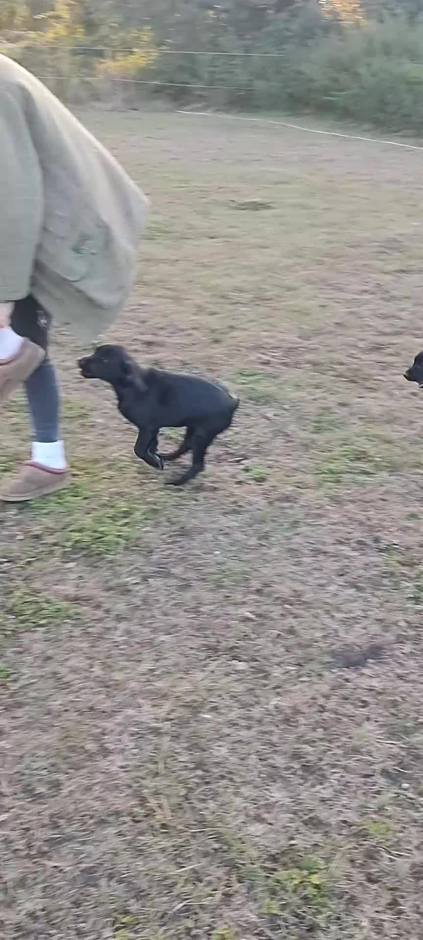Labrador Retriever dogs for sale: 2 gorgeous boys looking for forever home - Video 1