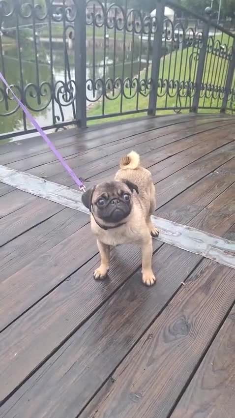 Pug dogs for adoption: Benny & Tofu: Caged, Forgotten, But Not Broken - Video 1