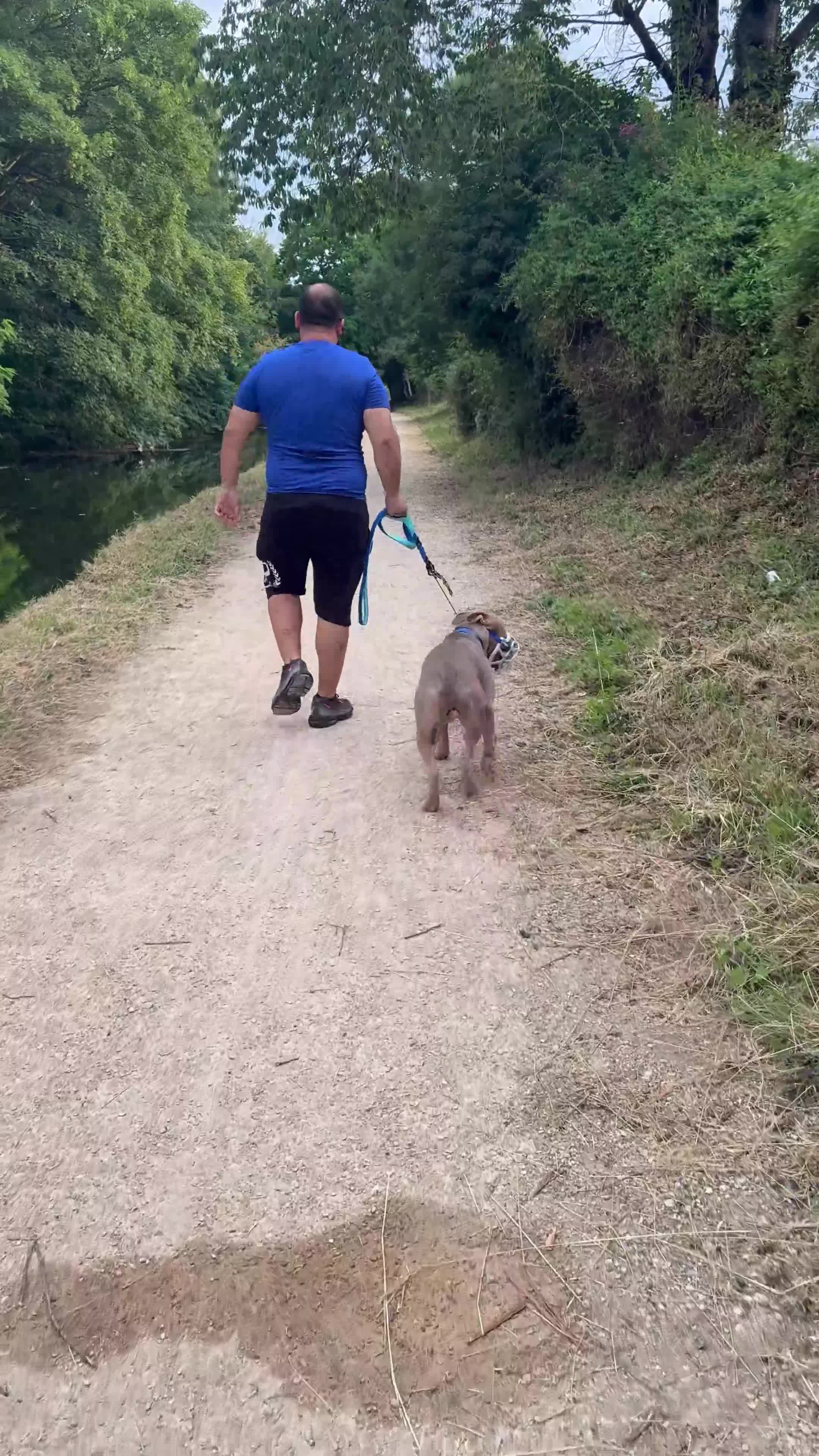 Mixed Breed dogs for sale: Lovely Fur Baby Looking For His Forever Home - Video 1