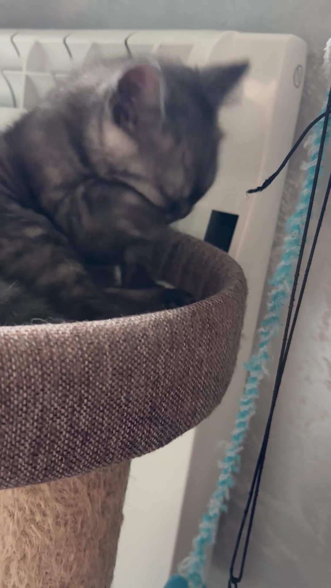 Scottish Fold cats for sale: 5 kittens Ready to find their forever homes  - Video 5