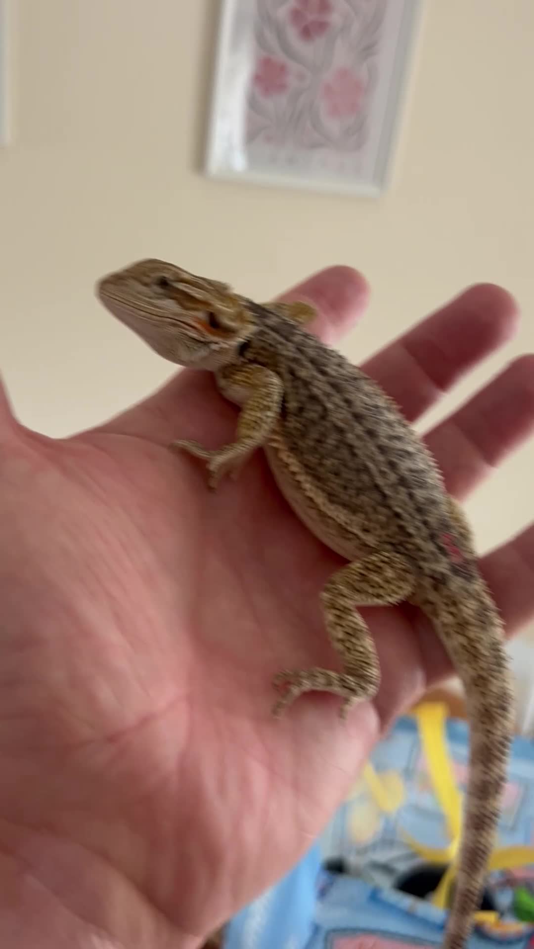 Bearded Dragon reptiles for sale: !!SALE!! Baby bearded dragons  in West Bromwich - Video 1