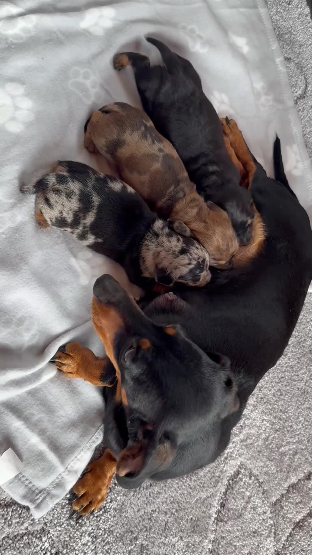 Miniature Dachshund dogs for sale: Stunning litter of mini dachshund puppies  - Video 1