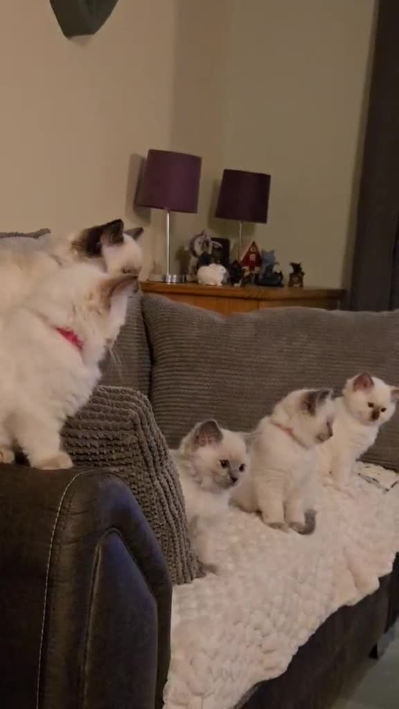 Ragdoll cats for stud: Pedigree Ragdoll for stud duty  in Worcester - Video 1