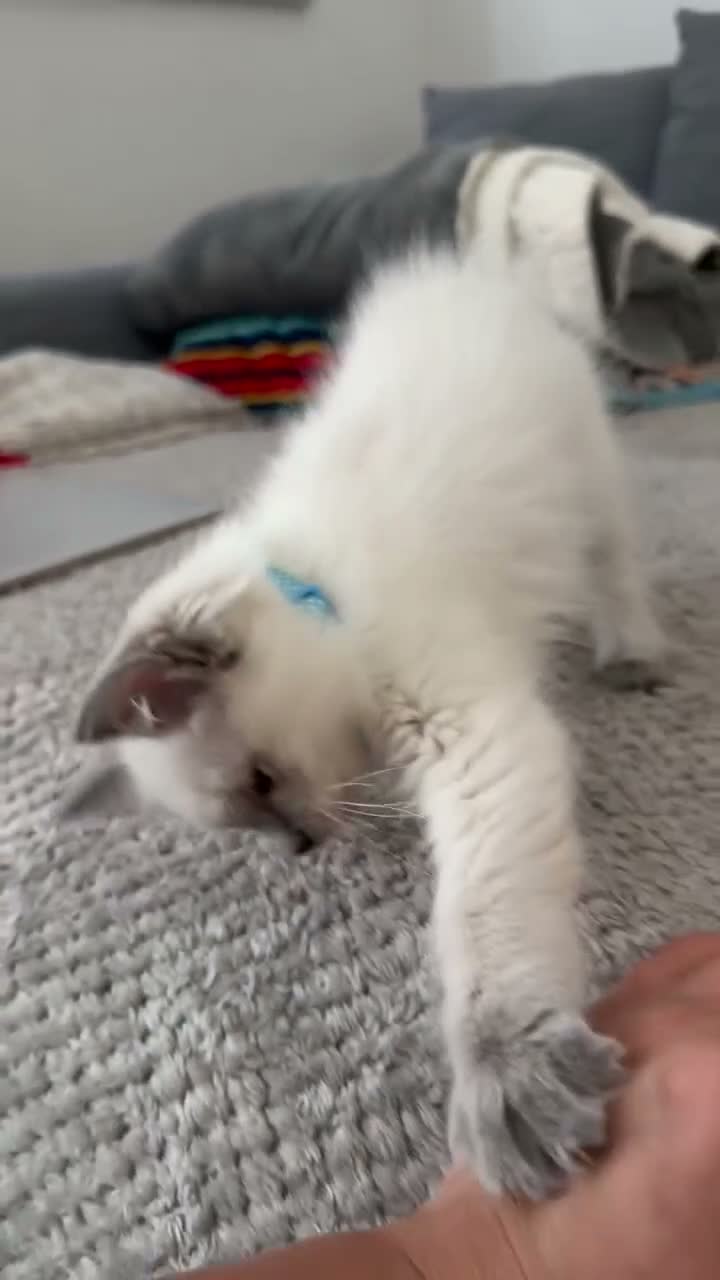 Ragdoll cats for sale: Pedigree Pure Ragdoll babies  - Video 2