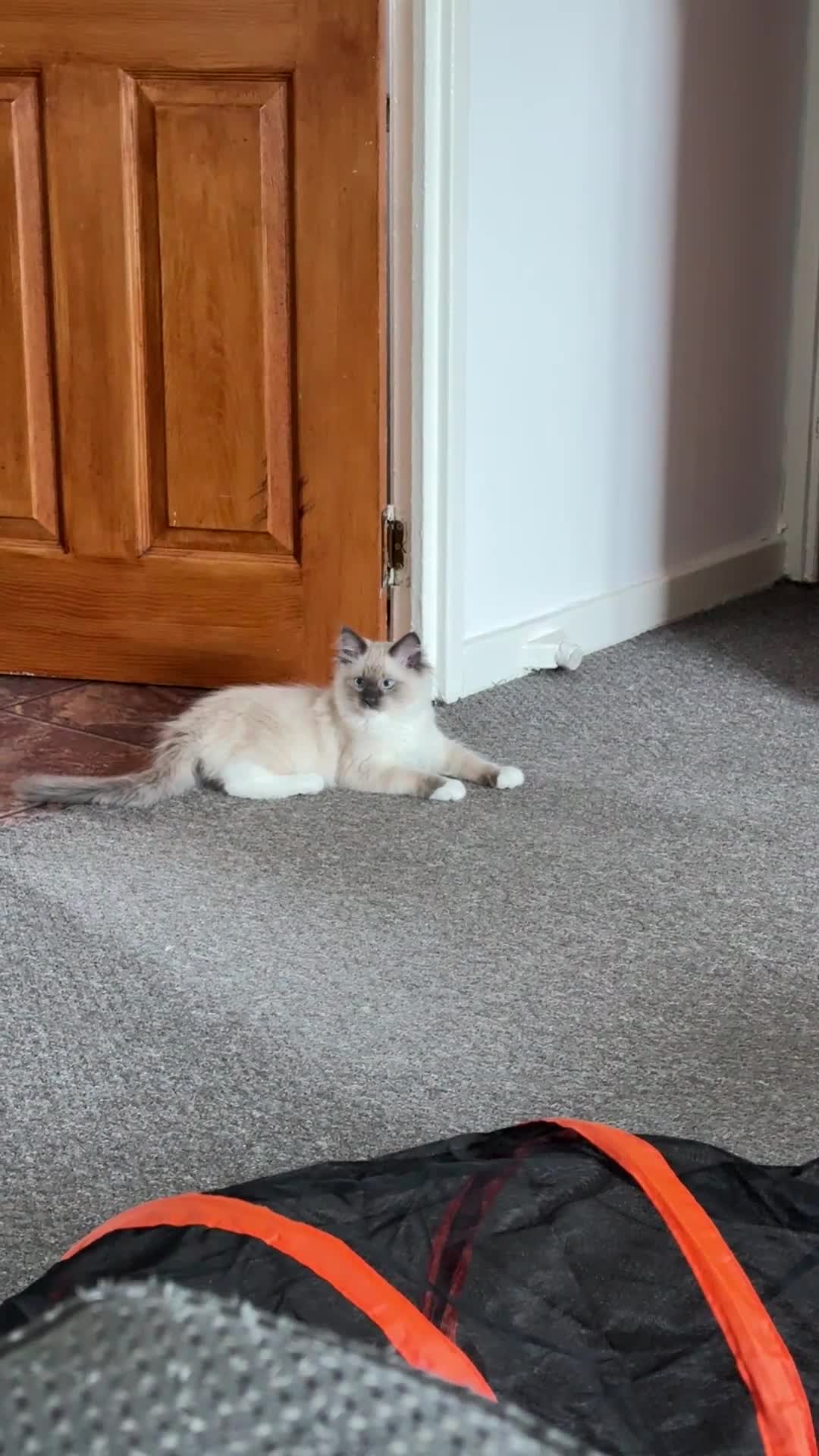 Ragdoll cats for sale: The most special gentle little boy  - Video 1