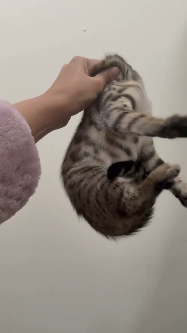 Bengal cats for sale: 1/2 bengal kittens available in London - Video 2