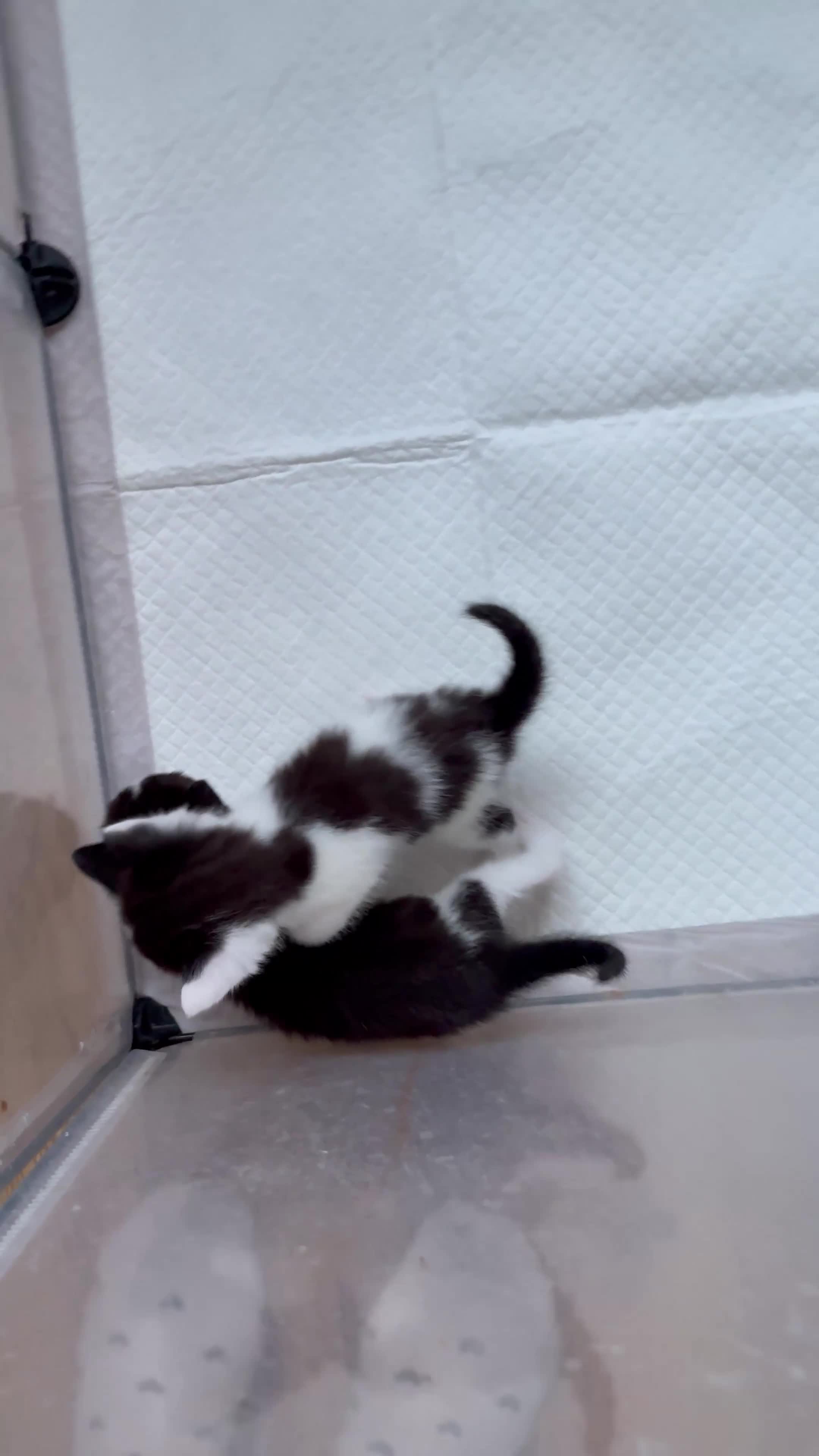 Mixed Breed cats for sale: *ready to leave* Beautiful part ragdoll kittens  - Video 1