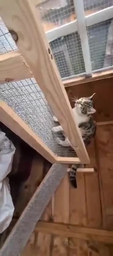 Mixed Breed cats for sale: Tabby girl Luna  - Video 2