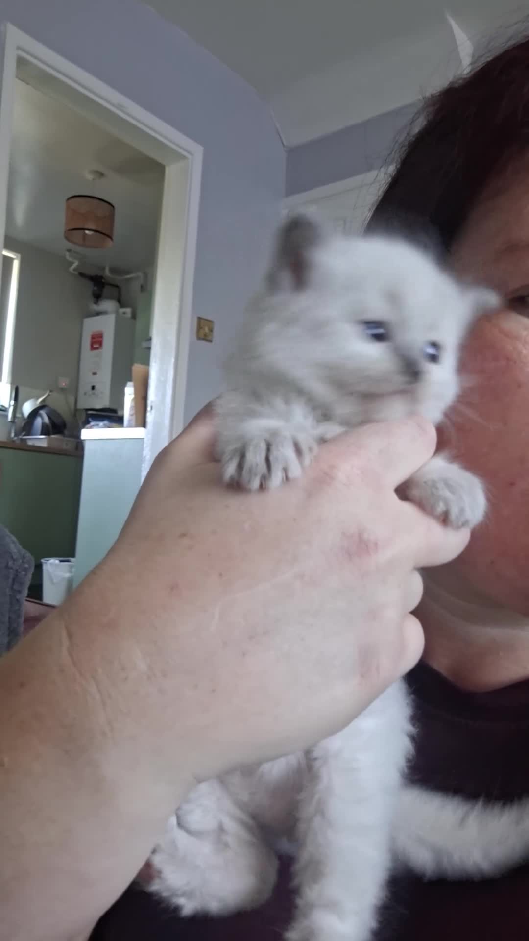 Ragamese cats for sale: Ragamese kittens  - Video 2