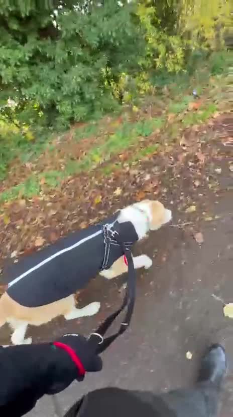 Mixed Breed dogs for sale: 💛🐾 Lovely Lisa 🐾💛 - Video 2