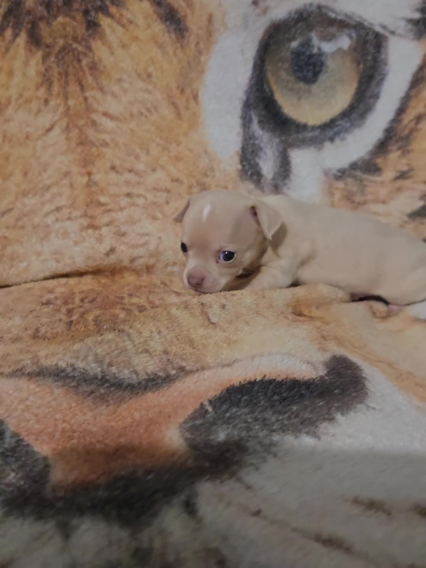 Chihuahua dogs for sale: Cute Chihuahua Crew Looking 4 Their 4ever Humans  in Hounslow - Video 5