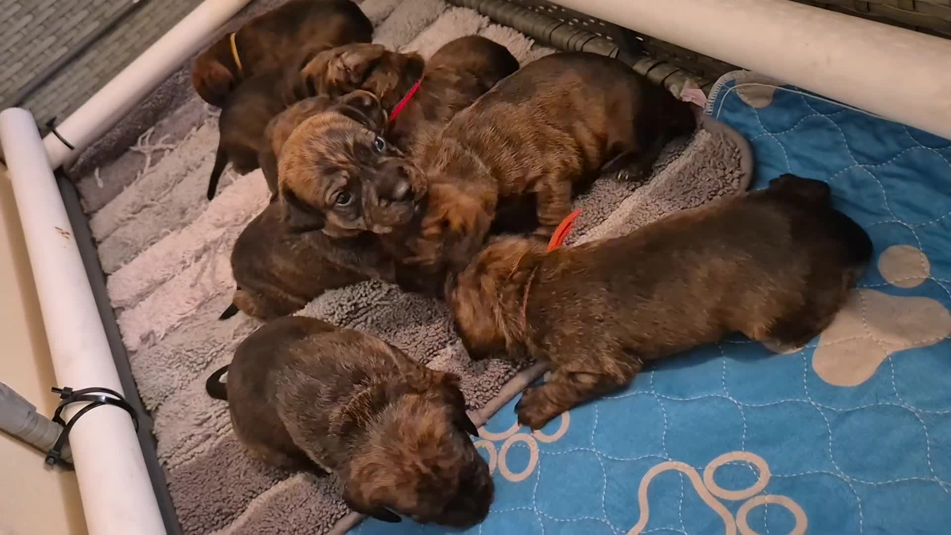 Mixed Breed dogs for sale: Gorgeous lil puppies - Video 1