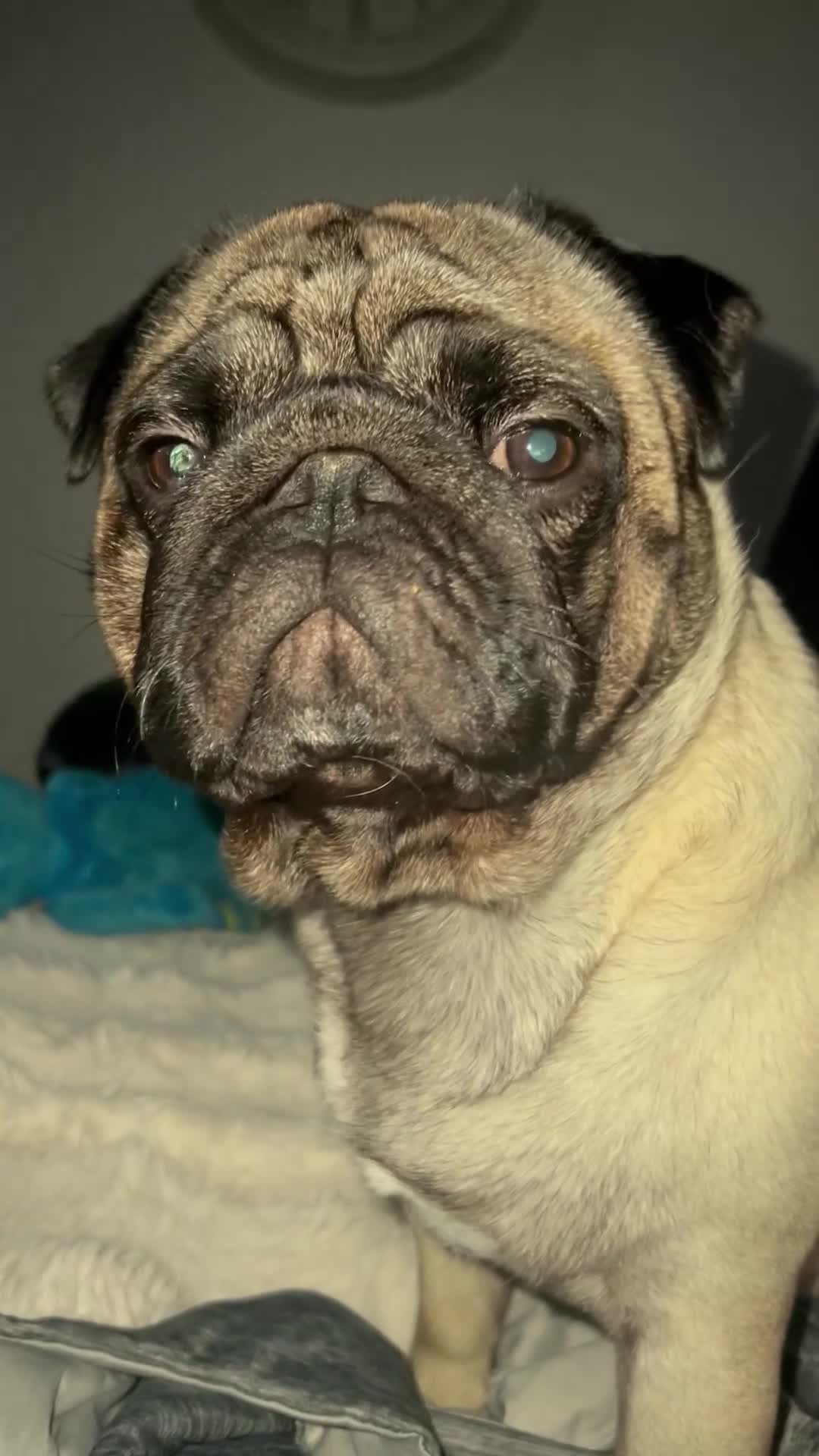 Pug dogs for sale: Our two year old loving pug needs rehomed - Video 2