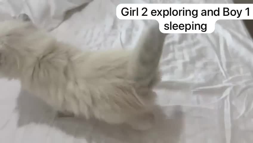 Ragdoll cats for sale: STUNNING FLUFFY LITTER OF 3 RAGDOLL KITTENS in Birmingham - Video 3