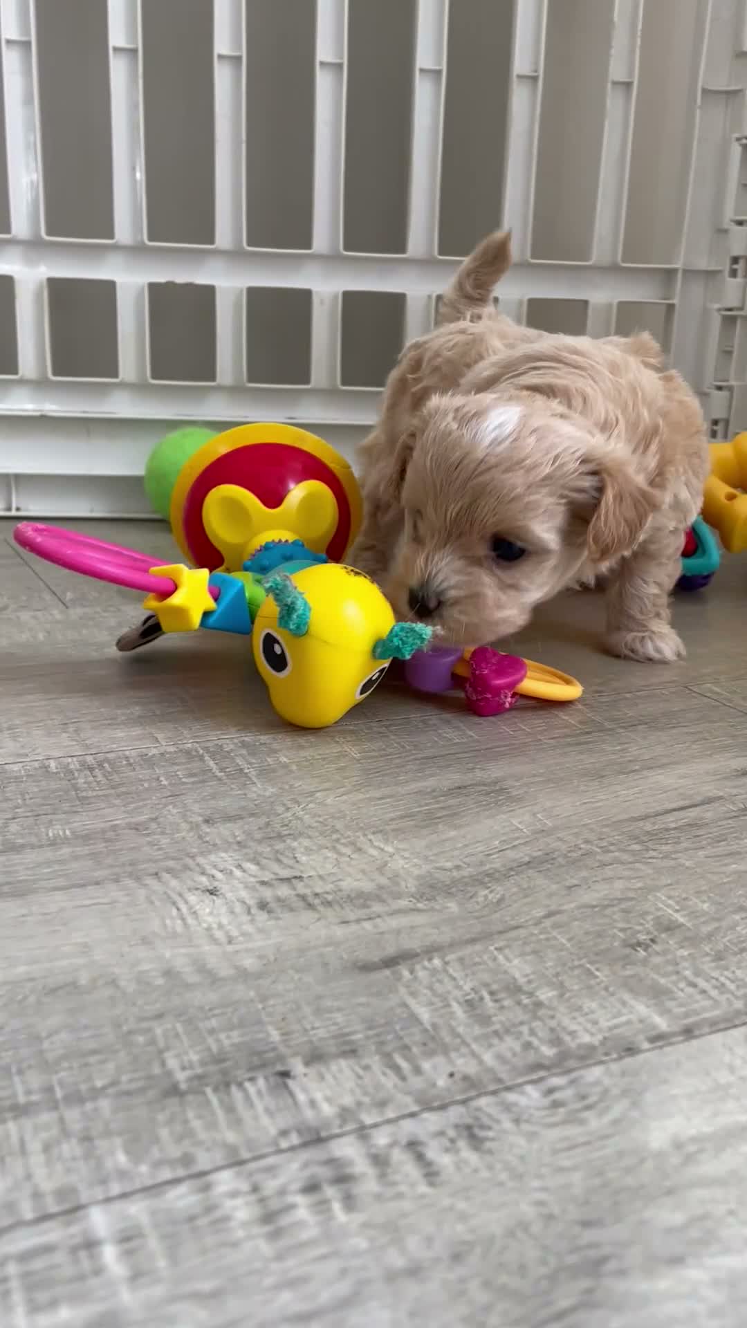 Maltipoo dogs for sale: BEAUTIFUL MALTIPOO F-1 BOY - Video 1