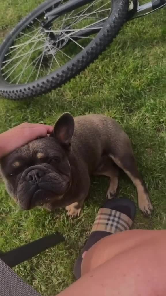 French Bulldog dogs for sale: French Bulldog 💗 - Video 1