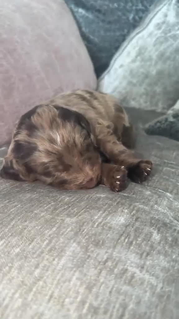 Cockapoo dogs for sale: Spaniel x cocker poo puppies  in Grays - Video 4