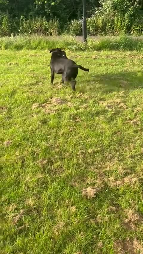 Cane Corso dogs for stud: FURY-JET BLACK CANE CORSO STUD   - Video 3