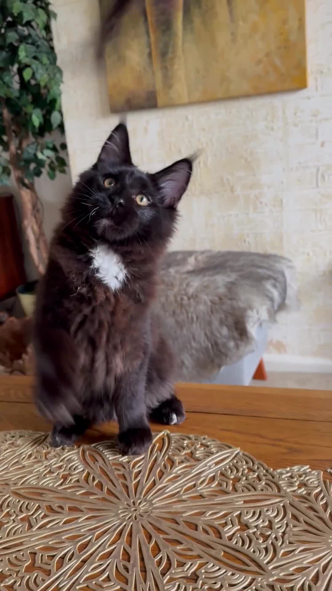 Maine Coon cats for sale: Pedigree ”TICA”  the last kitten left❣️ - Video 1