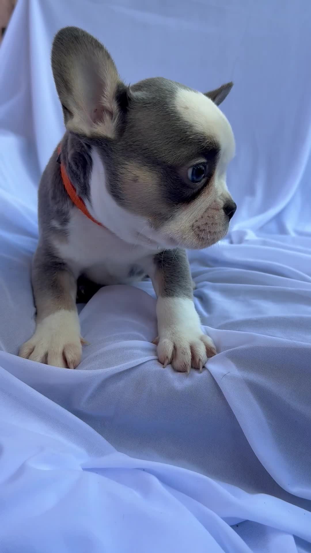 French Bulldog dogs for sale: FRENCH BULLDOGS (FLUFFY & SHORT HAIRED) - Video 2