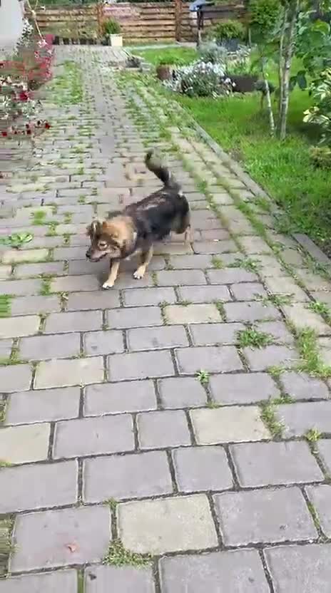 Mixed Breed dogs for adoption: 💖🐶 LESYA 🐶💖 - Video 1