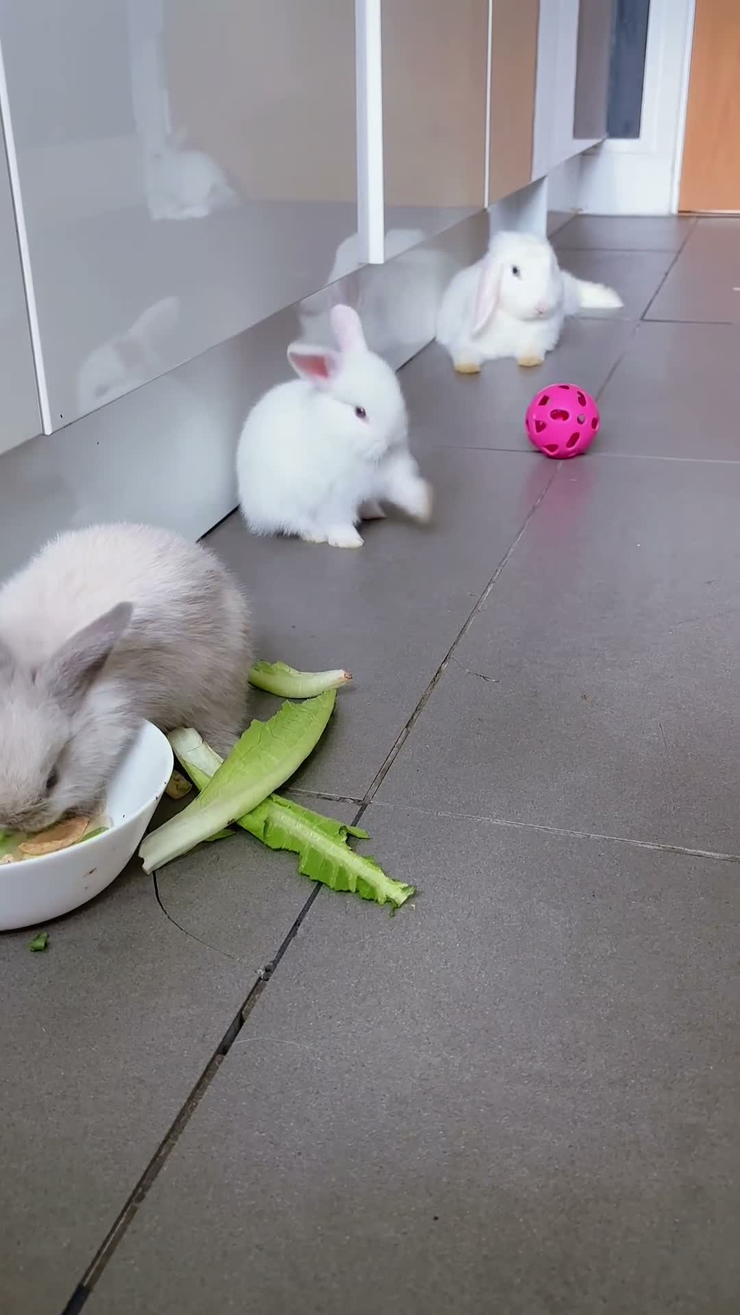 Mixed Breed rabbits for sale: Gorgeous Dwarf Netherland cross Mini Lop Bunnies in Bromley - Video 1