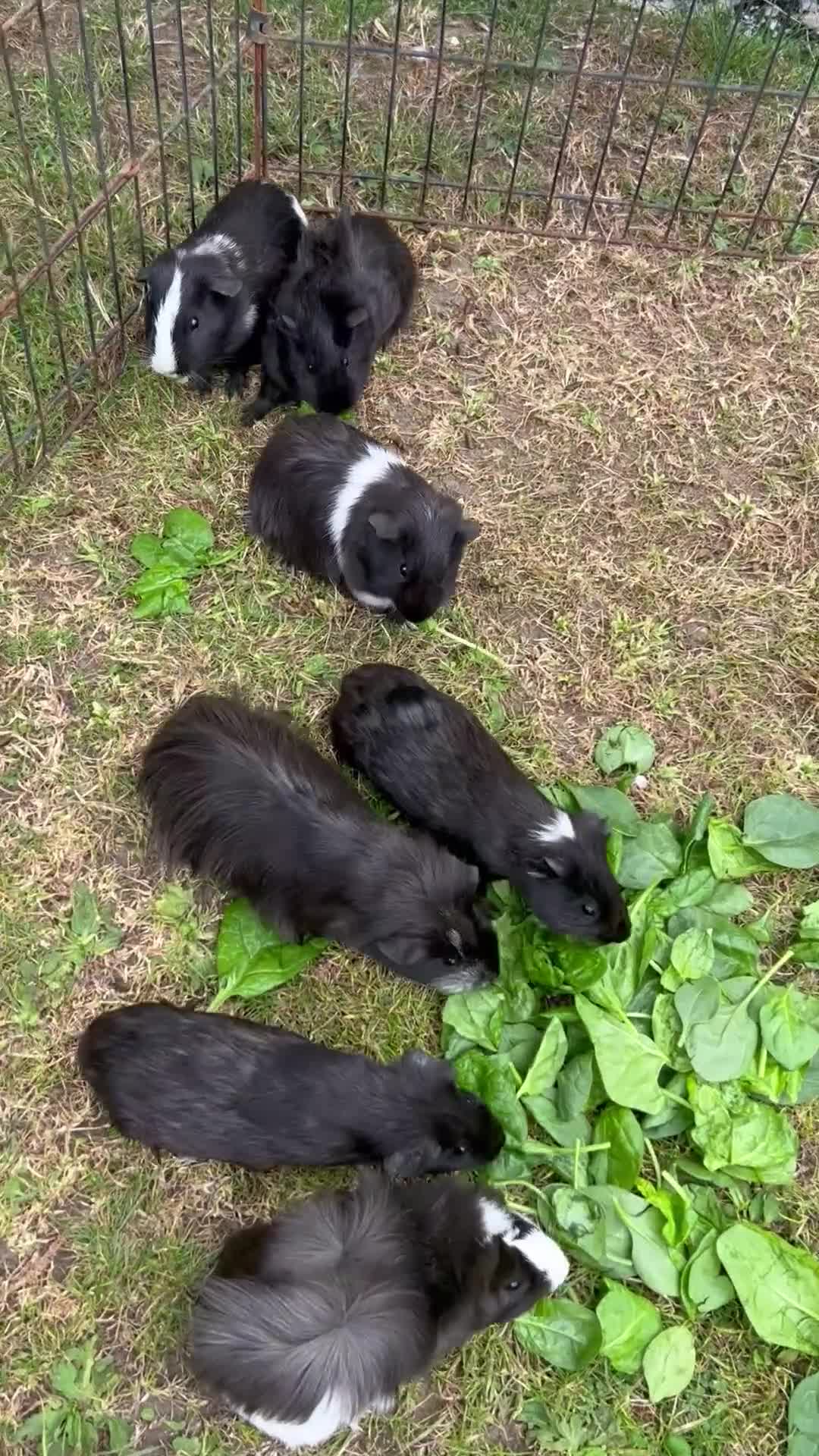 Guinea Pig rodents for sale: Last 4 male guinea pigs only £10 this week only - Video 1