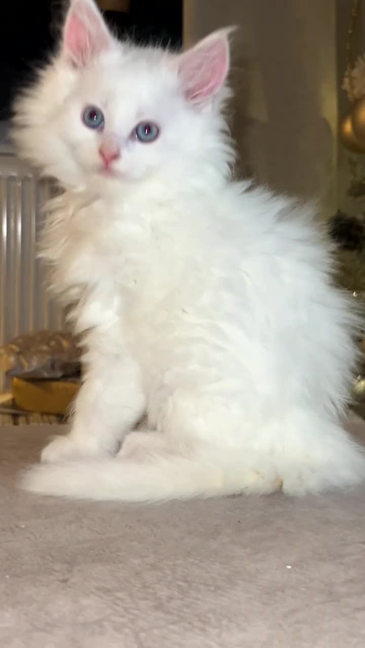 Maine Coon cats for sale: Stunning white and smoke Xl Maine coons (odd eyes) - Video 4