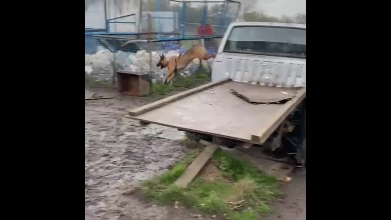 Belgian Shepherd Dog dogs for sale: Belgian Malinois puppies KC registered in Hartlepool - Video 4
