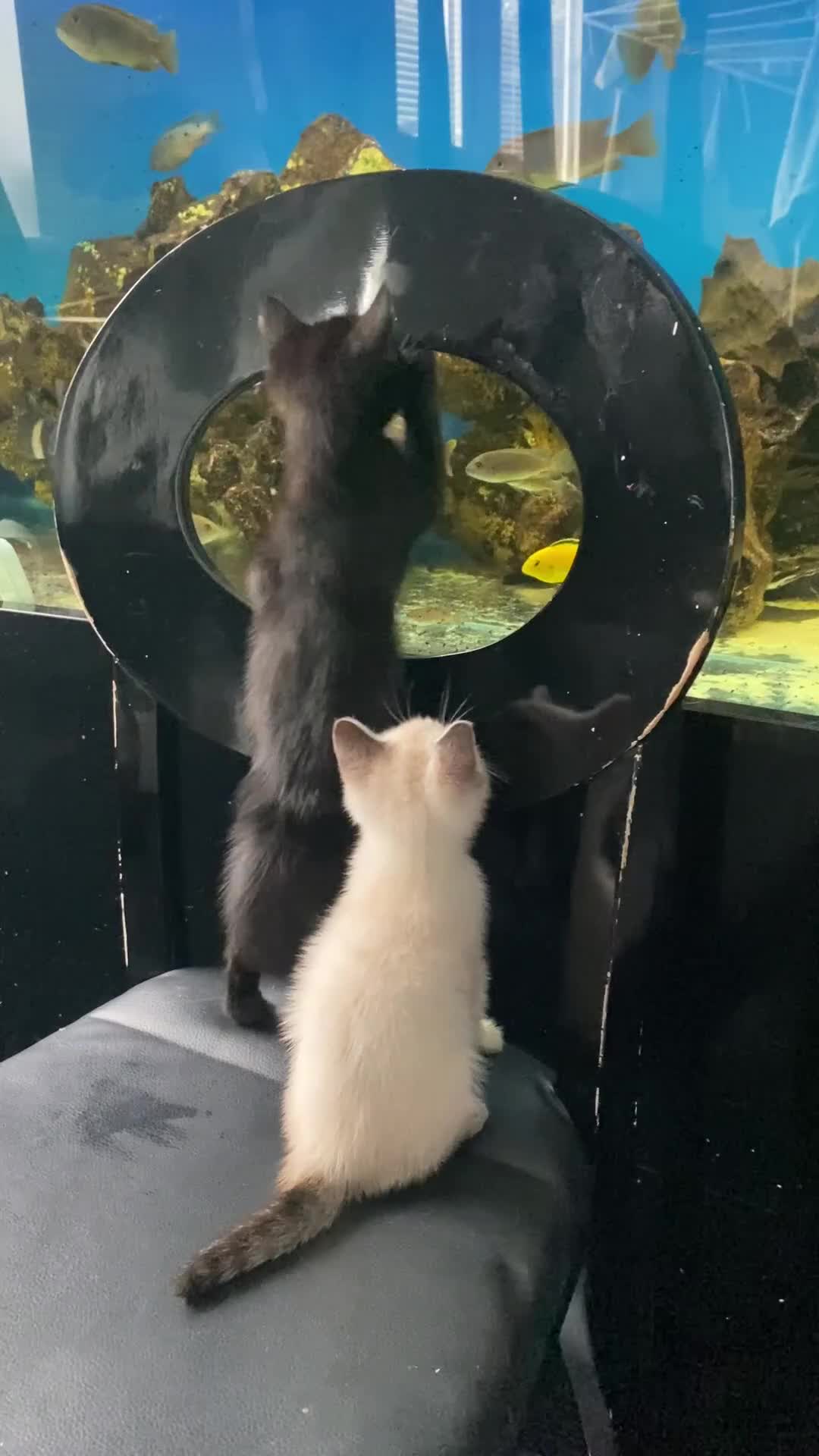 Mixed Breed cats for sale: X Siamese Adorable Kittens (white reserved now) - Video 1