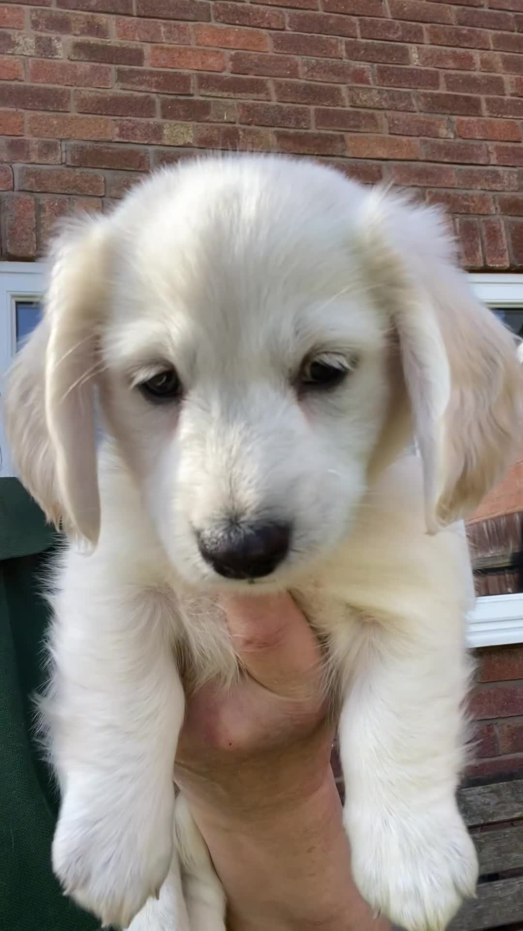 Miniature Dachshund dogs for sale: 🤍Clear Creams kc reg 🤍last boy - Video 2