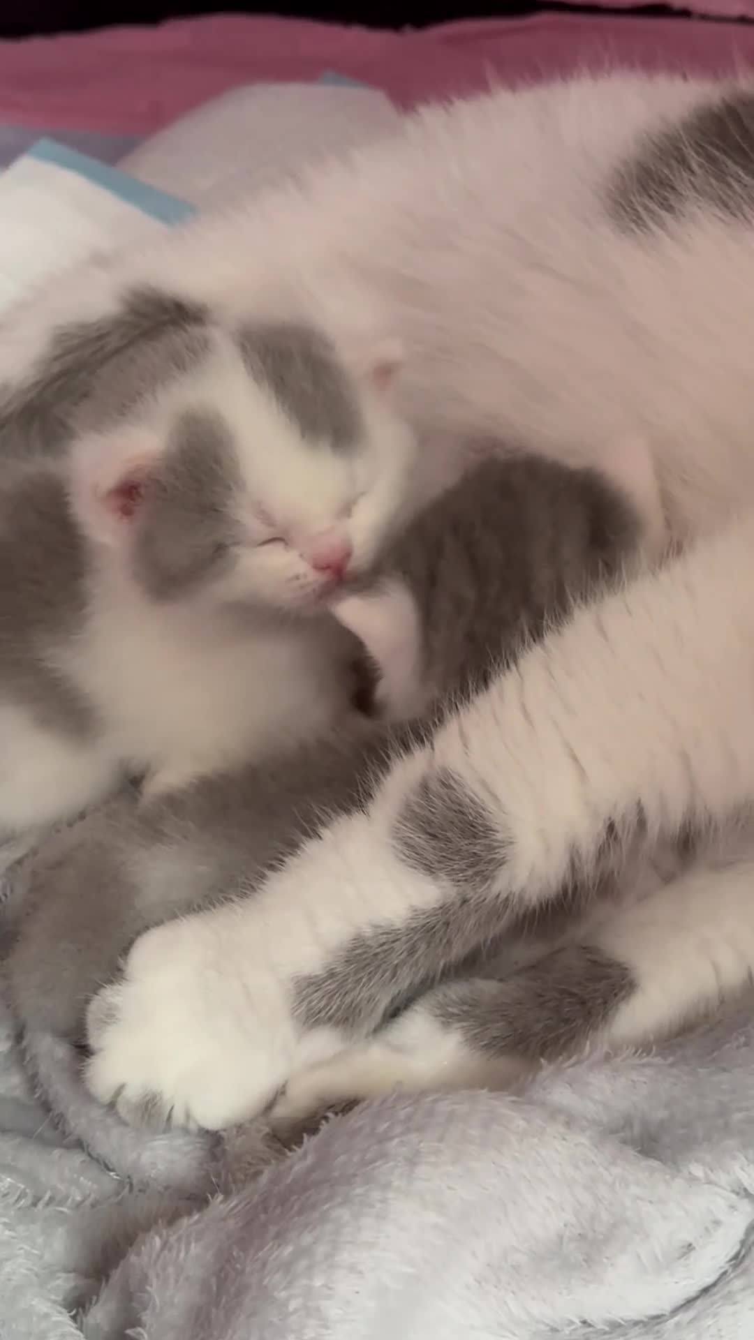 British Shorthair cats for sale: Supreme stunning quality bsh for sale in Tamworth - Video 2