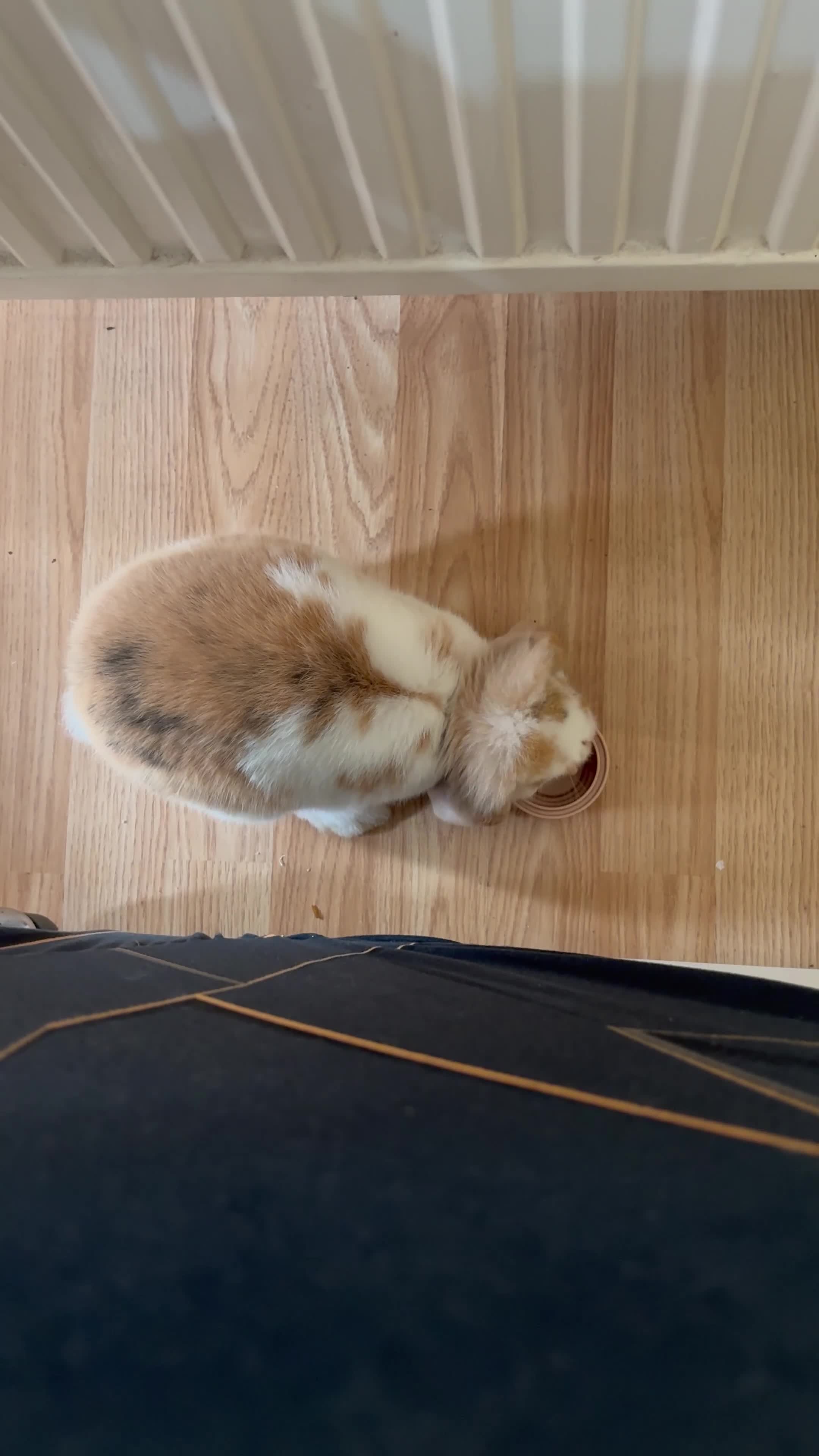 Mini Lop rabbits for sale: Ginger & White Mini Lop Rabbit, Loving Home Needed in Nottingham - Video 2