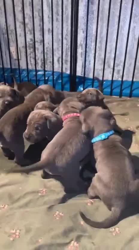 Cane Corso dogs for sale: Pure Blue Cane Corso puppies for sale - Video 5