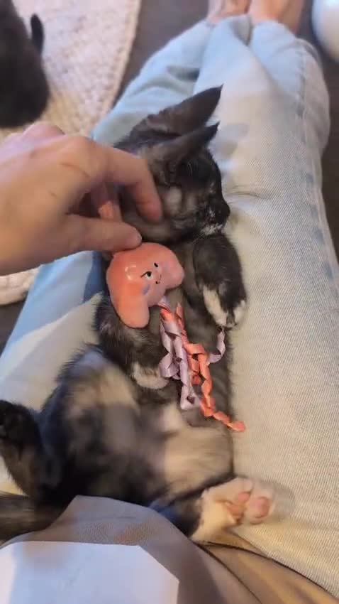 Maine Coon cats for sale: Maincoon girl one left so beautiful  - Video 1