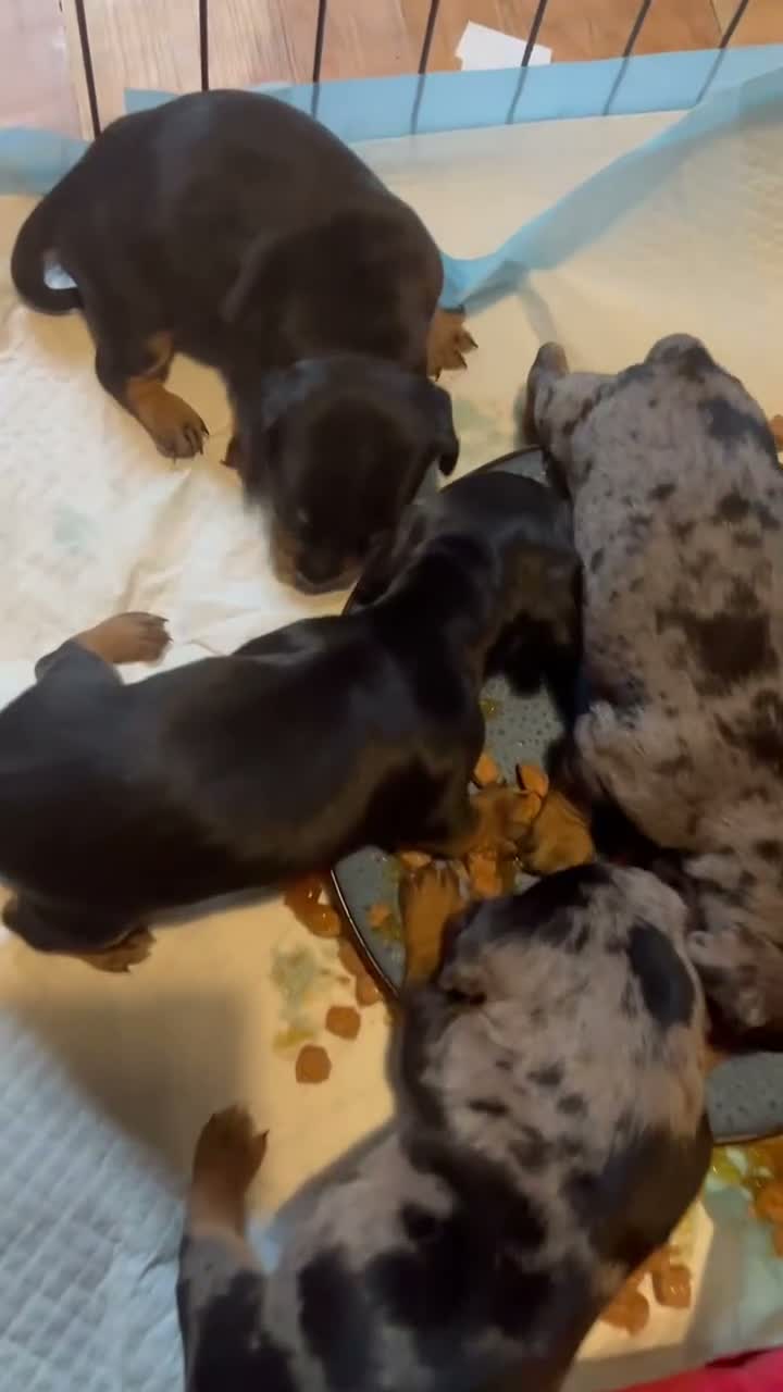 Mixed Breed dogs for sale: Stunning daxi cross pups  - Video 2